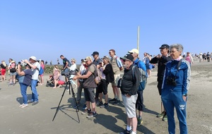 Notre guide à Berck sur Mer et photos des phoques du dimanche matin.